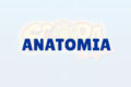 Anatomia