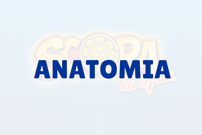 Scopa: La Sfida - Soluzioni Indovina la parola Anatomia